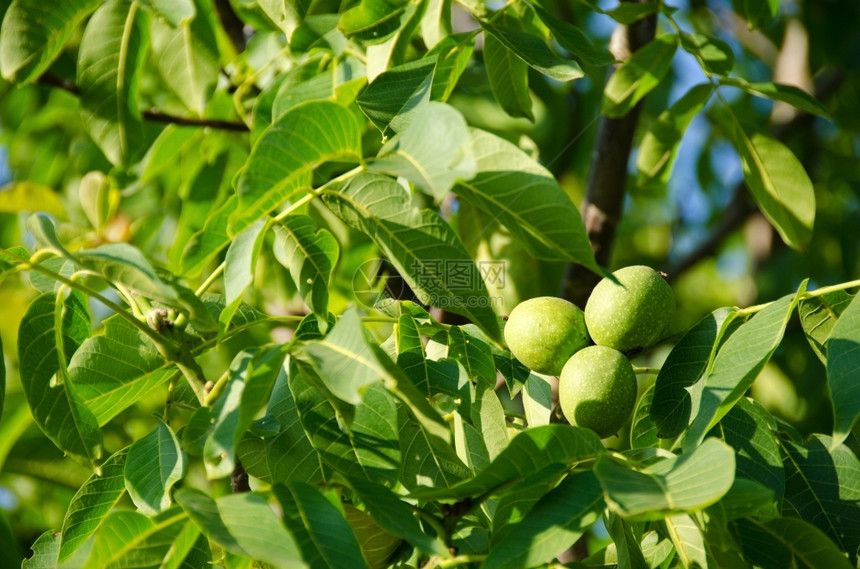 年轻的分支叶子果树上绿色胡桃水果树上绿色果子JuglansRegias图片