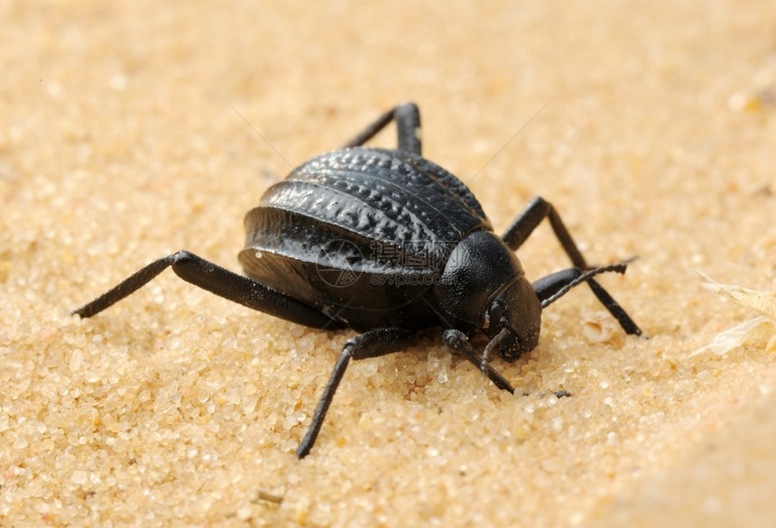 以色列沙漠中染的黑甲虫变暗气候户外图片
