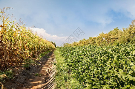 绿色以灌溉运河隔开的豆和玉米田农业天空图片