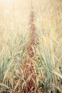 面包环境农村种植的年轻小麦苗作物生长图片