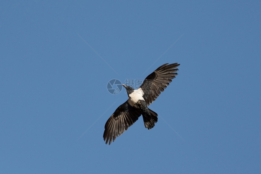 一只白胸黑乌鸦飞起来翅膀张开动物野生白色的图片