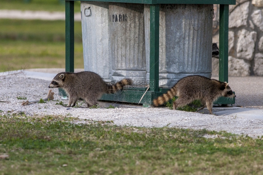洛托罐头县公园的垃圾桶两只浣熊加拿大图片