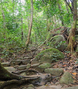 岩石穿越泰国雨林的远足小路风景优美结石图片