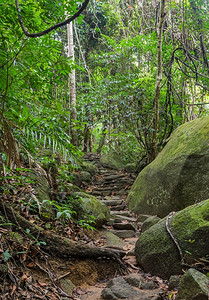 热带自然步穿越泰国雨林的远足小路图片