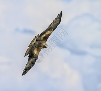 自然航班普通秃鹰buteobuteo在天空中飞翔猛禽图片