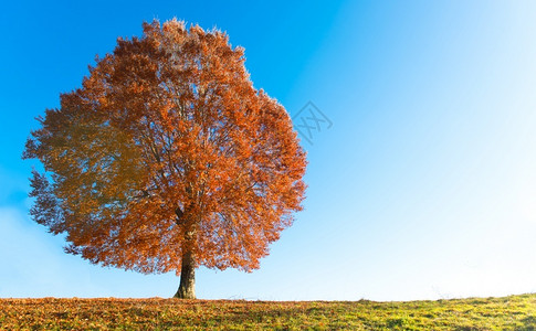 秋天草地上的树木图片