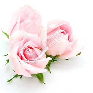 夏天花瓣美丽的粉红玫瑰白底的孤立花背景图片