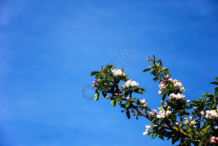 蓝色的天空中苹果树闪光枝分支机构开花树叶图片