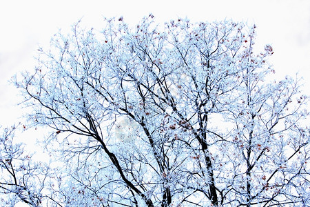 冬季风景树木上有雪覆盖的胡绿霜季节天景观图片