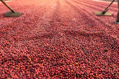 咖啡豆场种植园晾晒红色浆果背景图片