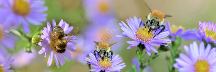 美丽蜜蜂在全景的花园里收集粉红色花朵绿蜜糖图片