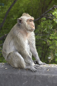 野生动物猴子户外高清图片素材