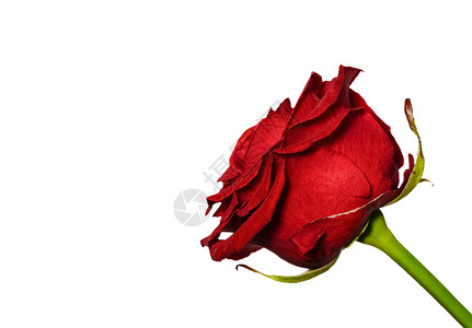 花的美丽红玫瑰花特写嫩头孤立花园美丽的红玫瑰特写花园红色的夏天图片