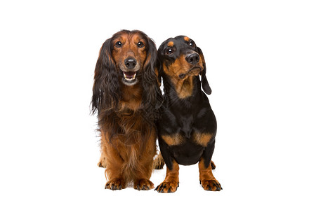 短腿在白色背景前的长毛和短腊肠犬长和短腊肠犬坐着长发图片