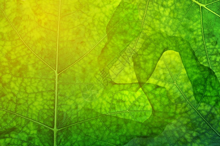 植物幻想艺术绿叶自然背景图案模式图片