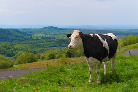 法语家畜斑点国Auvergne的典型奶牛图片
