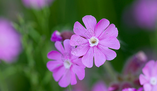 绽放的紫色小花图片