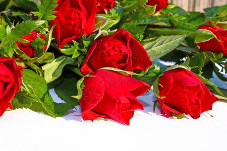 盛开白色上美丽的红玫瑰包花瓣图片