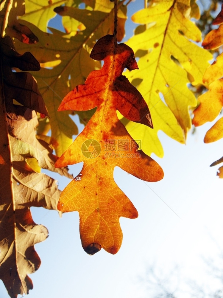 树枝上的秋叶图片
