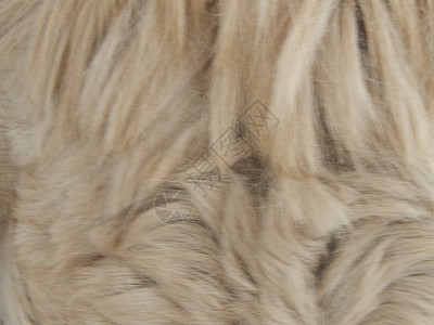地毯羊毛和动物皮质打印材料图片