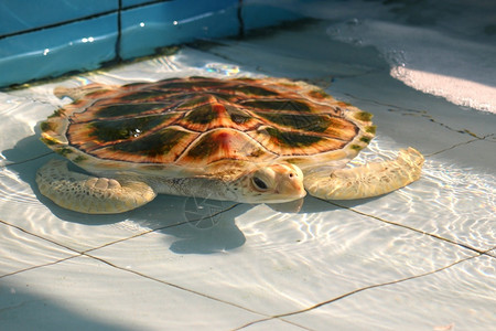 动物海洋爬虫在水族馆里紧闭鹰尾海龟图片