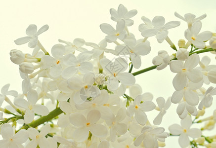 白色的自然花本底背景盛开图片