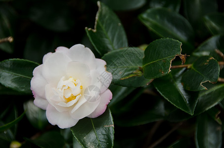 粳稻蕊日本山茶花日本花在植物上的白花色图片