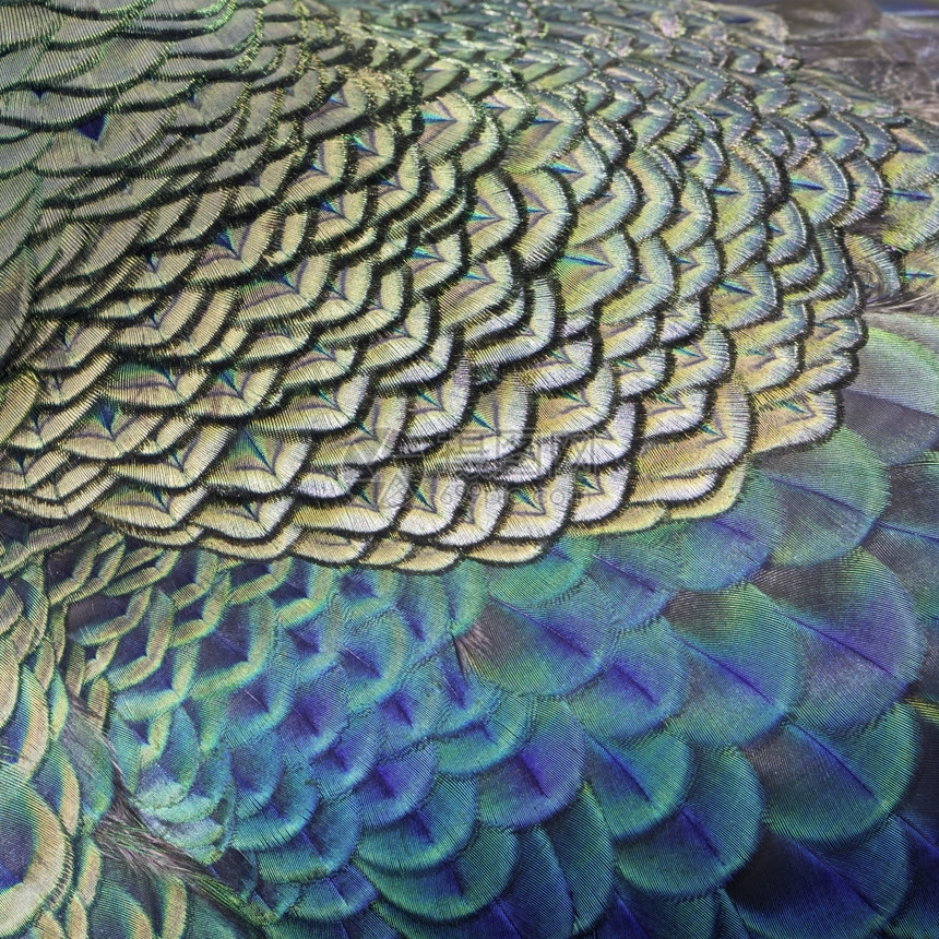 抽象的美丽自然绿鸟和蓝羽孔雀毛纹理背景图片
