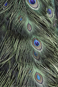 绿鸟和蓝羽孔雀毛纹理背景野生动物尾巴细节图片