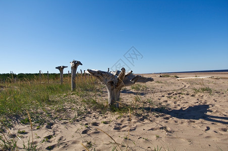 志愿者白色的木制俄罗斯阿尔汉格克地区白海背景图片