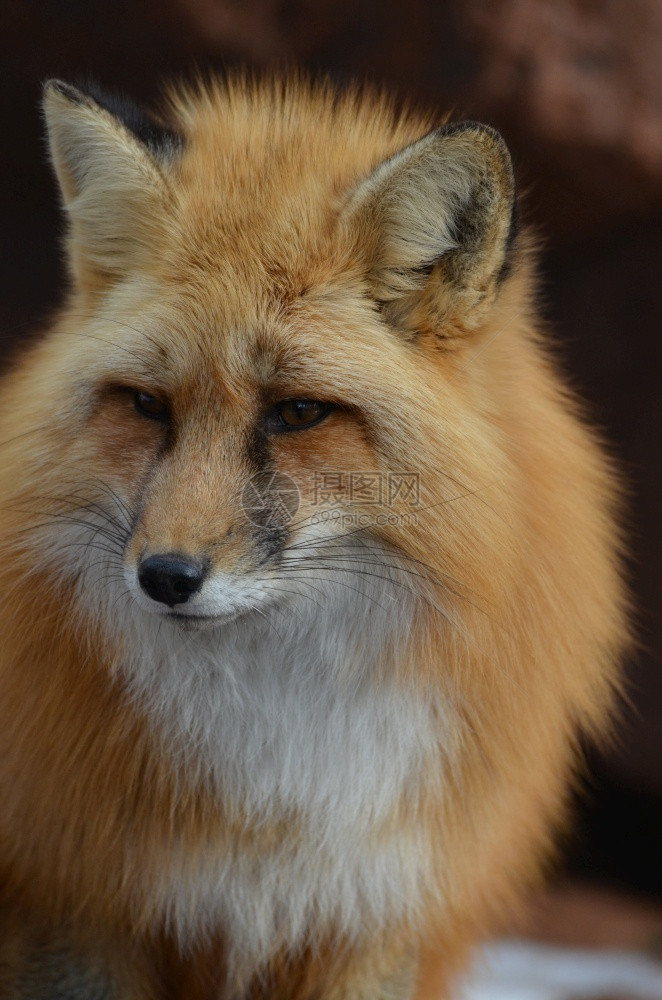 坦率美丽的红狐狸远看视而去坐蓬松的图片
