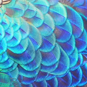 野生动物细节质地美丽的绿色孔雀羽毛纹理抽象背景图片