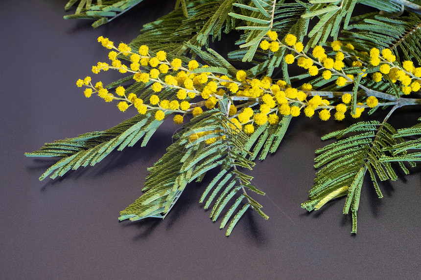 植物群颜色明亮的黄花朵含绿叶子的米莫萨拍近身自然图片