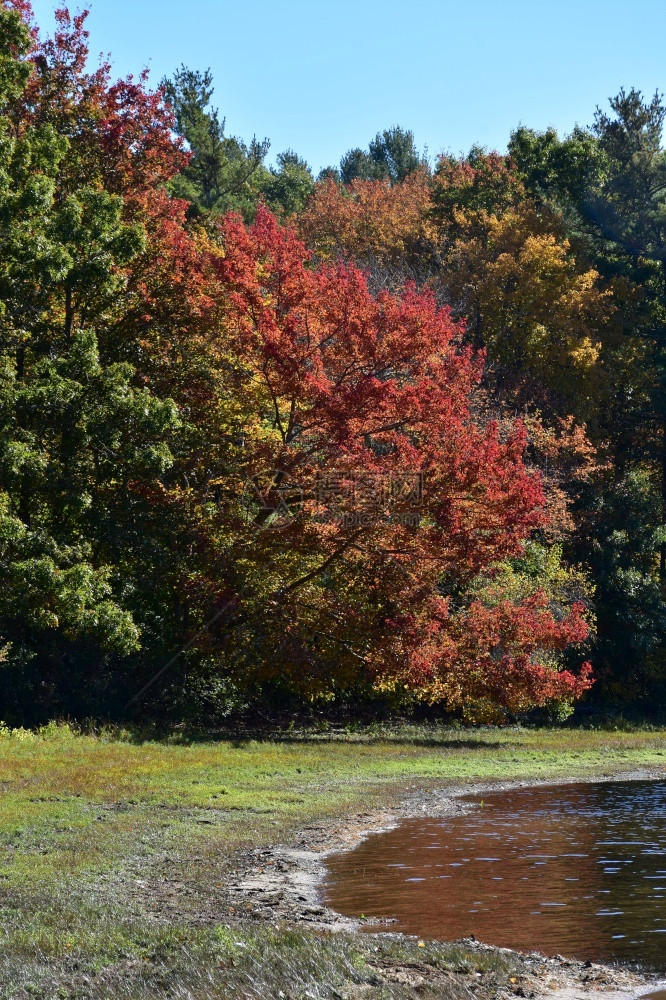 一种有红叶的湖开在一棵大树上景观新英格兰图片