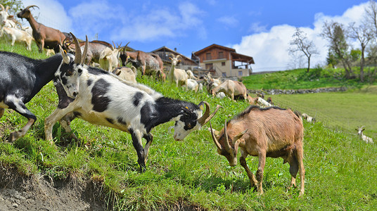 在草地上吃草的牛羊图片