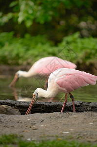 野生动物喂养两只鸟在食时玫瑰香肠池塘图片