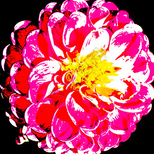 Dahlia花朵的色彩多插图充满活力的背景一种明亮美丽图片