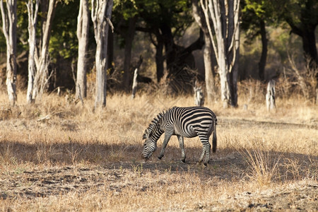 非洲灌木丛中美丽的野生斑马打猎白色的肯尼亚图片