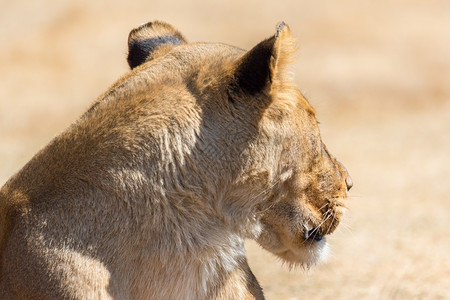 野生动物南非公园的一头母狮背景图片