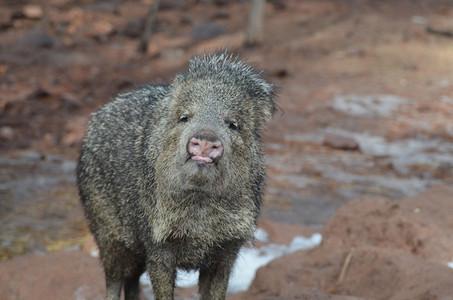 野猪维利的日本坚持它的长号标野生动物图片