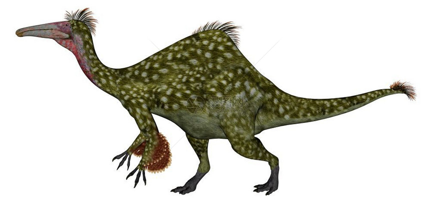 Deinocheirus恐龙在白色背景中孤立行走3D使Deinocheirus恐龙变成3D步行恐手龙古艺术图片
