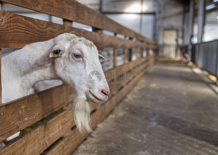 动物木制的好奇公山羊和在高塔农场看通过木栅栏图片