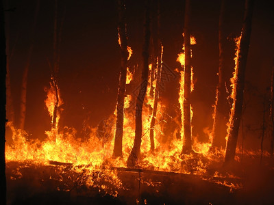 夜晚在森林中燃烧树木营火大火高清图片素材