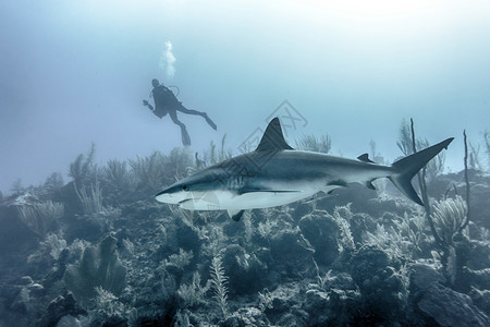 游泳的大型鲨鱼在水下游泳冒险海底图片