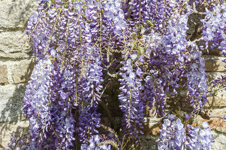 春天紫薇西莎花朵在一栋房子的墙上结石雌蕊植物图片