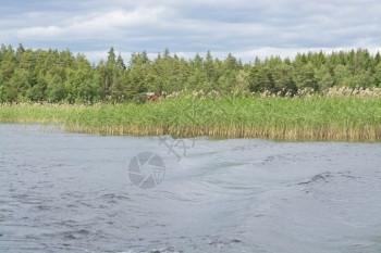 瑞典瓦尔姆兰湖边风景与船醒和Reeds有机的万能湿图片