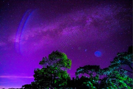 森林的夜空和银河图片