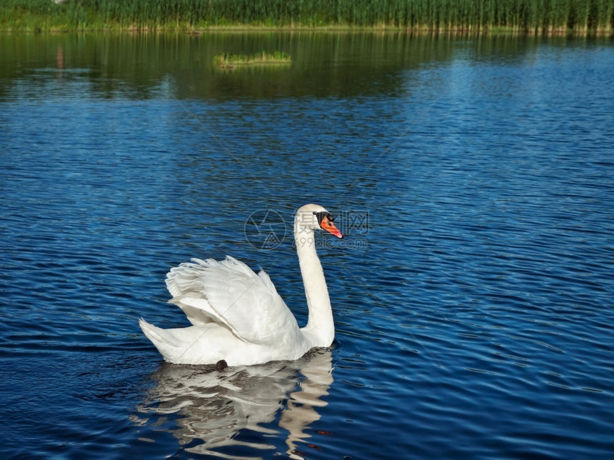 宁静动物蓝湖水中的白天鹅波纹图片