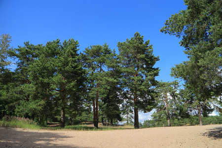 沙坡上的松树林夏季风景干优美森林图片
