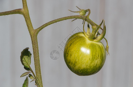 夏季在菜园中成熟的番茄蔬菜分支叶子图片
